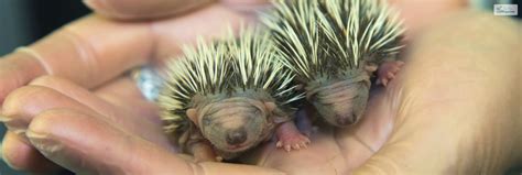 Baby Hedgehog: The Ultimate Guide To Raising A Healthy Baby Hedgehog