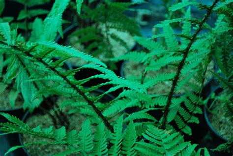 Dryopteris Wallichiana | Emerald Plants