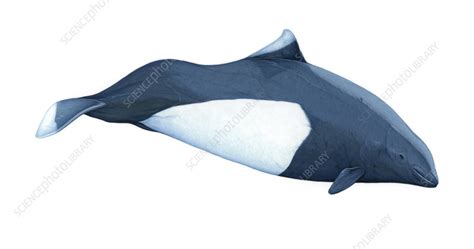 Dall's porpoise, illustration - Stock Image - C055/8114 - Science Photo Library