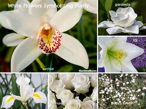 Meaning Of White Lily Flower | Best Flower Site