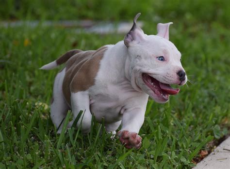 Best Extreme Pocket American Bully Puppies For Sale | by BULLY KING ...