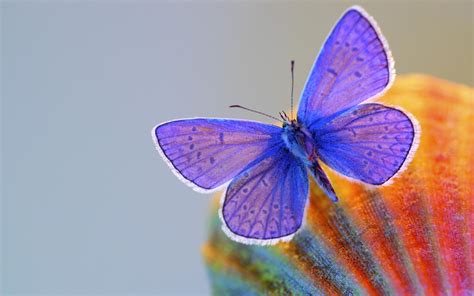 wallpaper butterfly, wings, insect HD : Widescreen : High Definition ...