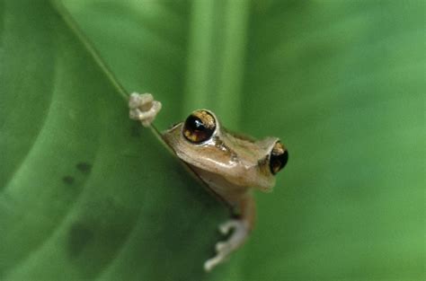 Coquí Tree Frog: Puerto Rico's Tiny, Musical Mascot