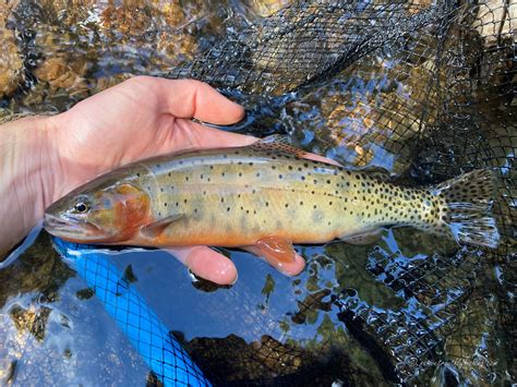 Native Trout Fly Fishing: Colorado River Cutthroat Trout