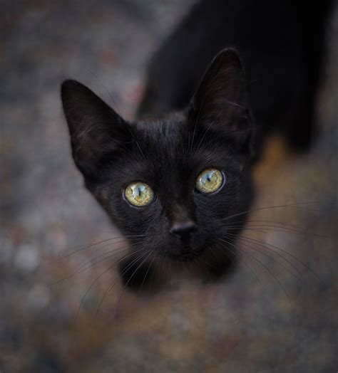 black cat with green eyes | Black cat breeds, Cat pics, Cats