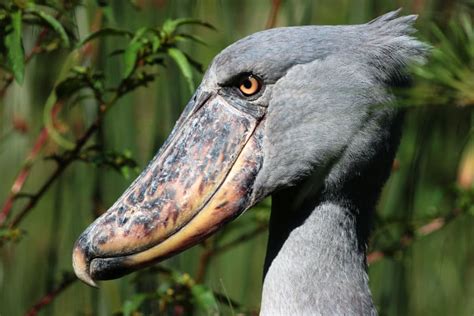 African Shoebill Flying