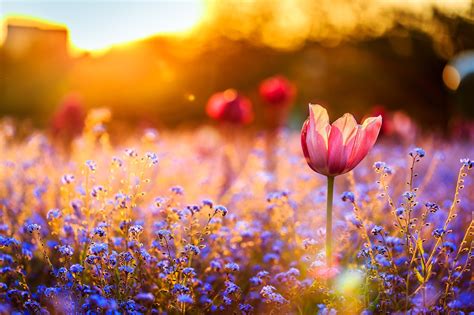 nature, Field, Flowers Wallpapers HD / Desktop and Mobile Backgrounds