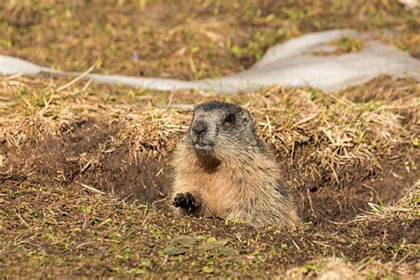 Best Groundhog Burrow Stock Photos, Pictures & Royalty-Free Images - iStock