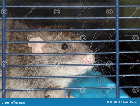 Rat close up stock photo. Image of beauty, wire, indoors - 49089000