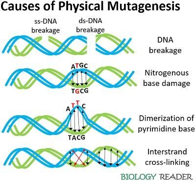 Mutagen Biology