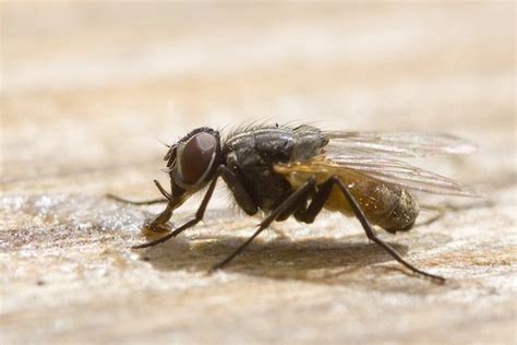 How to get rid of flies | PestXpert - PestXpert NZ