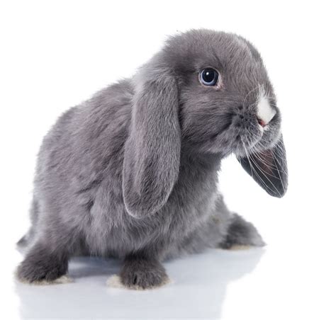 Dwarf Rabbits - A Complete Guide To The Smallest Bunny Breeds