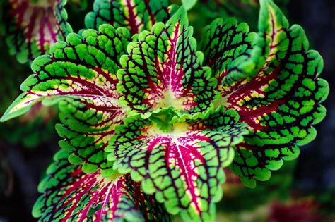 Coleus Plant Care: Enhance Your Indoor and Outdoor Spaces with Vibrant ...