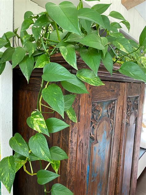 Pothos Varieties: 17 Beautiful Types to Get Your Hands On