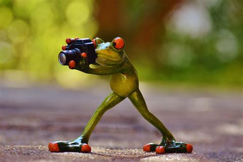 Photographer Frog Funny - Free photo on Pixabay