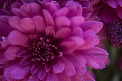 DarkMagenta Flower by aleexdee on DeviantArt