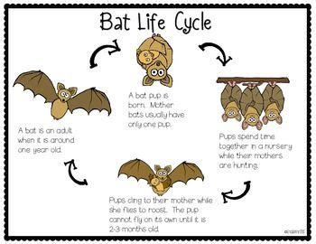 Batty for Bats Freebie File | Life cycles, Bat, Halloween preschool