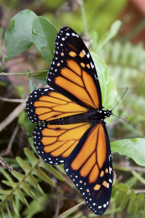 Flutterby Gardens Archives - Lucy Tobias