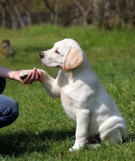 How To Train Labrador Retriever