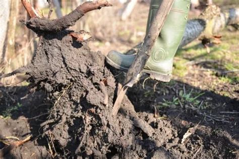 How to Cut Tree Roots Correctly in 8 Steps