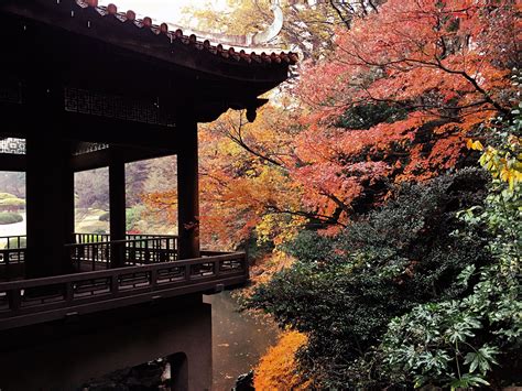 Late Autumn leaves in Shinjuku Gyoen National Garden Tokyo [3264x2448]