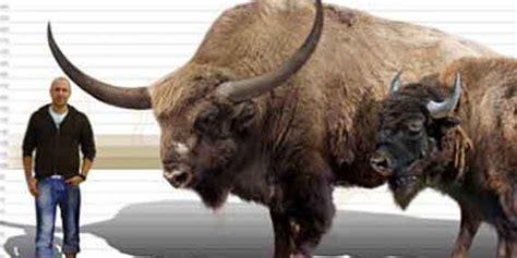 Royal Alberta Museum Gets Gigantic Ice Age Bison Skull