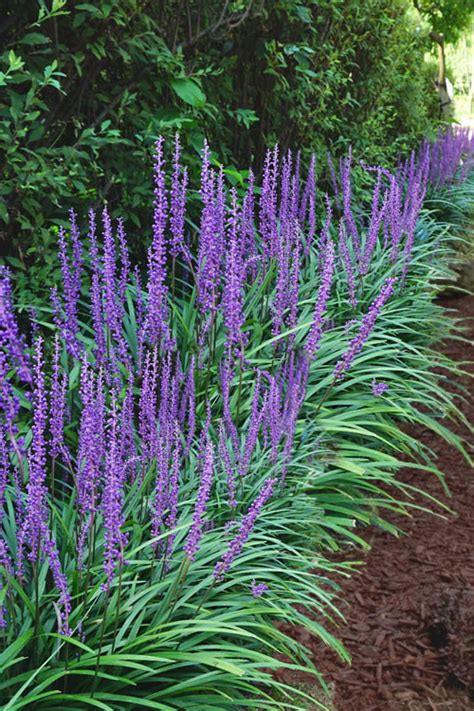 Giant Liriope Border