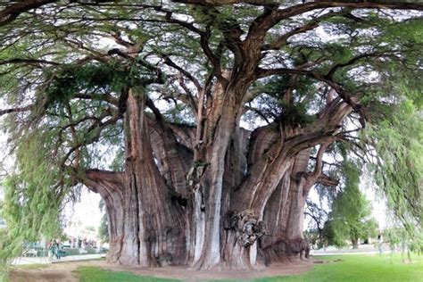 it's located in Oaxaca Mexico. The tree is called El Tule. Giant Tree, Big Tree, Trees And ...