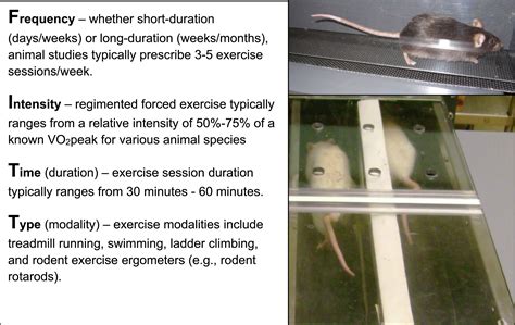 Exercise Preconditioning as a Cardioprotective Phenotype - American Journal of Cardiology