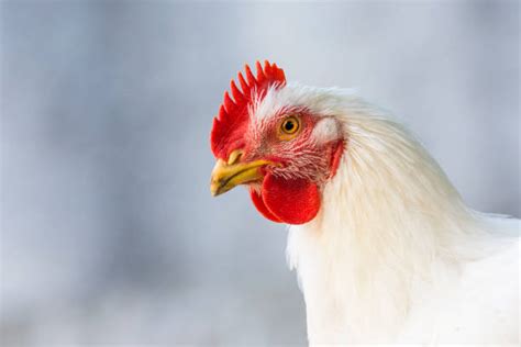 White Chicken Feathers Stock Photos, Pictures & Royalty-Free Images - iStock