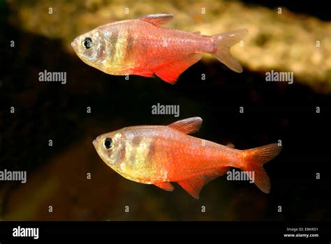 flame tetra (Hyphessobrycon flammeus), two flame teras Stock Photo - Alamy