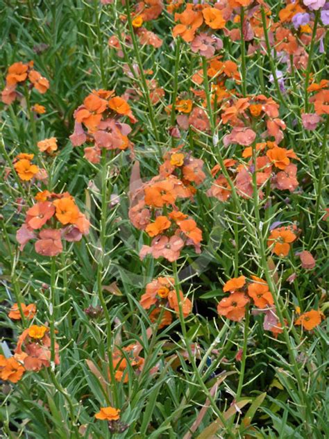 Erysimum Apricot Twist | Apricot Twist Wallflower information & photos