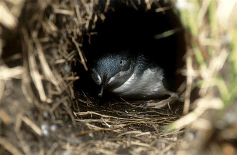 Digging Deep - Meet The Burrowing Animals That Rule Beneath The Surface ...