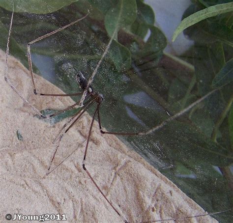 South African Photographs: Daddy Long Legs - (Pholcidae - Smeringopus)