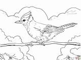 Disegno Di Ghiandaia Azzurra Americana Appollaiata Da Colorare  sketch template