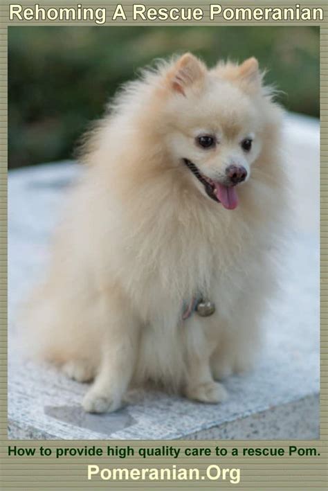 Rescue Pomeranian Rehoming Tips