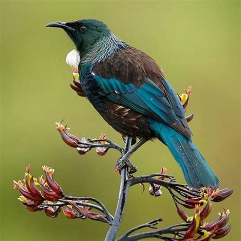 #tui #newzealand . | Tui bird, Beautiful birds, Pet birds