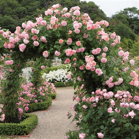 Strawberry Hill | English Climbing Rose | David Austin Roses