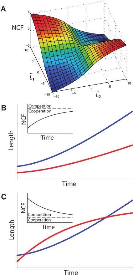 Illustration of neurite competition and cooperation in growing neurite ...