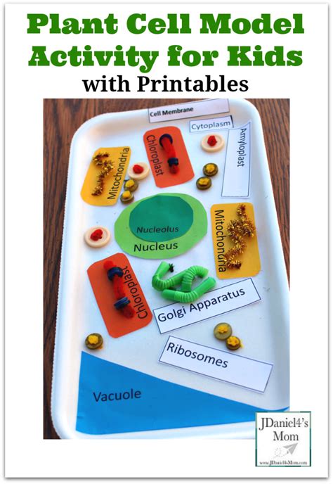 Plant Cell Model Activity for Kids with Printables to Use