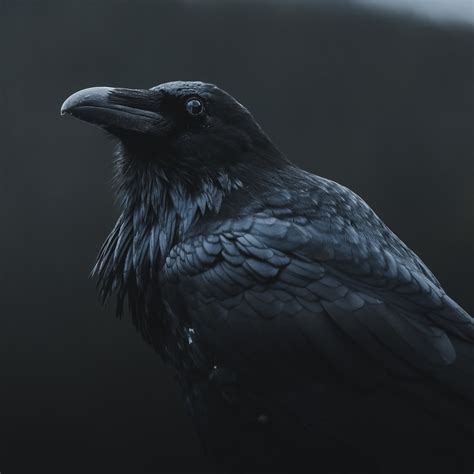 Stories of Crows and Ravens - Nancy Jackson | The Artistic Mystic & Muse