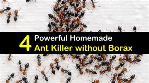 Carpenter Ant Bait Homemade - Picture Of Carpenter