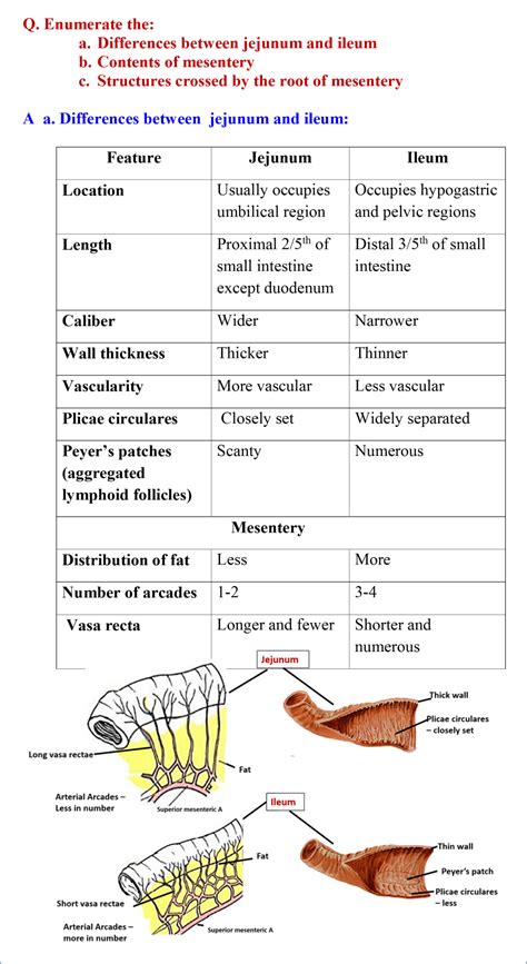 Jejunum and Ileum - Anatomy QA