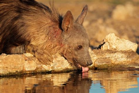 The Perils of a Female Hyena Giving Birth