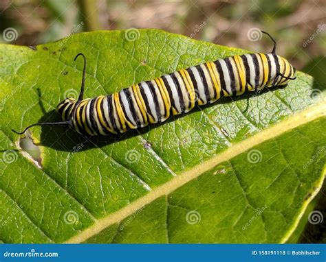 Monarch Butterfly Caterpillar on Milkweed Stock Photo - Image of caterpillar, green: 158191118