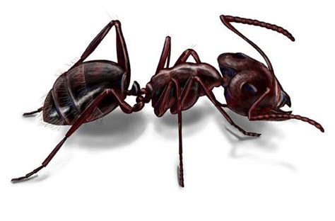 Carpenter Ant Life Cycle & Lifespan Facts | Orkin