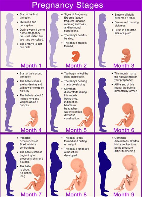 Quick Facts About Each Stage of the Pregnancy Calendar | LoveToKnow