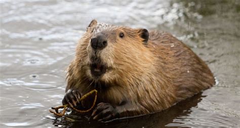 Beaver: The National Animal of Canada