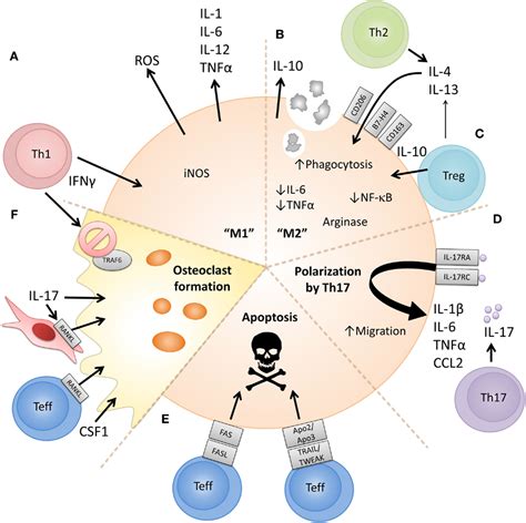 Frontiers | The Interplay Between Monocytes/Macrophages and CD4+ T Cell ...