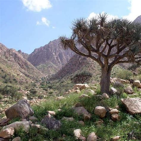 محمية جبل علبة.. تنوع بيئي يجمع بين الصحراء والخضرة والجبال والبحر (صور) - جريدة المال